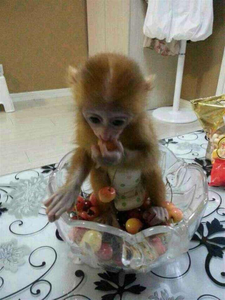房本必须换不动产证吗